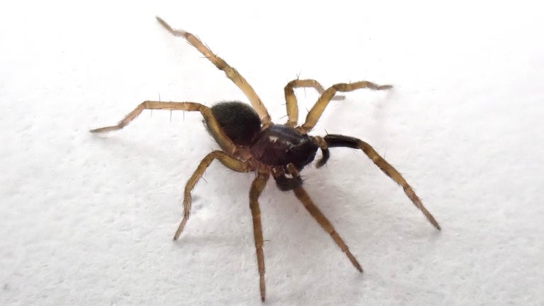 A close-up image of a small, orangey-brown spider on a plain white background